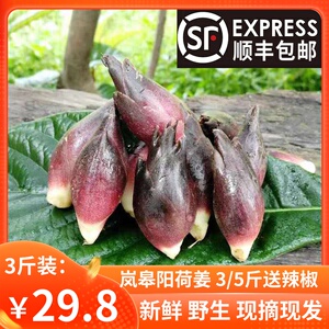 阳荷新鲜洋合笋陕西野生阳荷姜蔬菜阳和洋荷茗荷嫩姜芽洋火姜食用