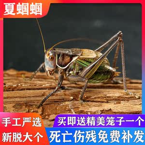 郝建伟蝈蝈