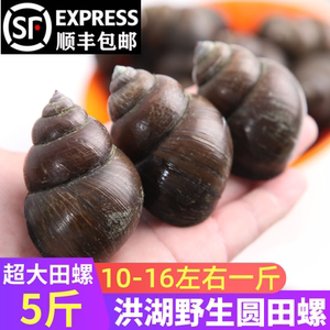 田螺鲜活超大野生大田螺新鲜泥螺蛳洪湖厚壳圆田螺肉大号5斤包邮