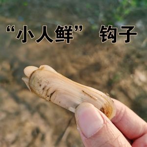 小人鲜钩子宣钩子缢蛏钩钓鲜钩现钓蚬钩钓海鲜工具小人仙赶海钩子