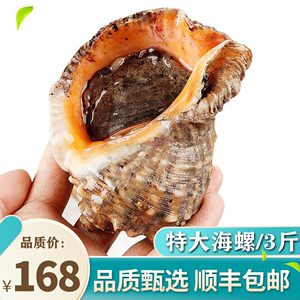 海螺鲜活海鲜水产深海捕捞超大大海螺3斤新鲜包邮非特大花螺