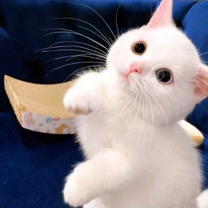 纯种英短银点猫咪活体 蓝眼睛英国短毛猫纯白英短活物小奶猫幼崽