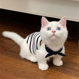 英短纯白矮脚猫幼猫英国短毛猫白色鸳鸯眼曼基康矮腿猫活体异瞳猫