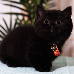 纯种辟邪纯黑英短孟买猫小黑猫活体宠物黑煤球幼猫招财猫咪