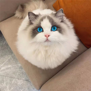 布偶猫幼猫纯种宠物猫幼崽小型可爱仙女猫活幼体海双蓝双猫咪活物