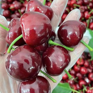 顺丰大连美早大樱桃车厘子2.3斤特大现货车里子果整箱价新鲜