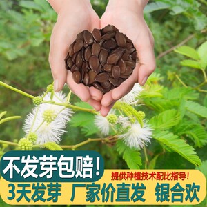 耐干旱工程绿化护坡小灌木籽公园苗木花卉白色合欢树银合欢种子