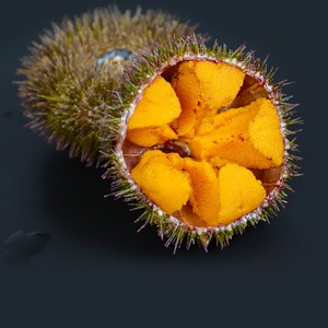 黄金海胆大连海鲜刺身鲜活水产即食日本料理750g新品尝鲜