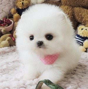 长不大袖珍犬幼