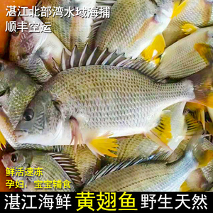 黄鲷鱼黄翅鱼黑鲷新鲜黄立鱼加吉鱼黄胶腊鱼水产湛江特产野生海鱼