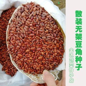 散装无架豇豆长豆角种子不用打架子阳台盆栽园地均可种
