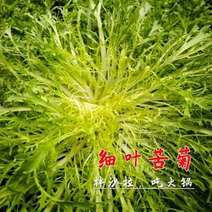 苦菊菜籽