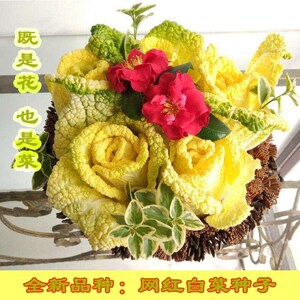 网红黄金屋白菜种子黄心乌菊花菜种子耐寒秋冬季青菜蔬菜种子菜籽