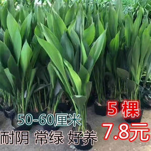 一叶兰盆栽植物室内客厅净化空气吸甲醛大叶观叶绿植四季常青耐寒