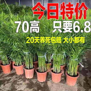 富贵椰子袖珍椰子散尾葵盆栽植物凤尾竹大型绿植夏威夷竹子盆栽