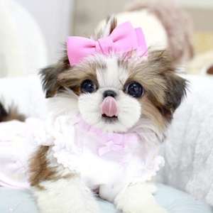 无偿领养西施犬幼犬活体宠物茶杯狗狗长毛公主西施犬蝴蝶犬小型犬