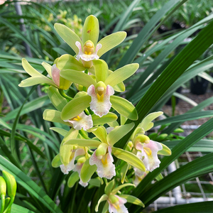 香格格带花苞兰花