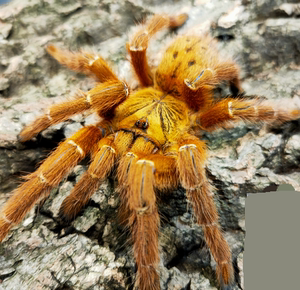 好养非洲橙捕鸟蛛宠物蜘蛛幼苗爬宠成体活物穴栖橙色蜘蛛人工繁育