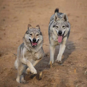 捷克狼犬幼犬纯种 活体温顺宠物狗大型犬狼青昆明犬杰克狼犬