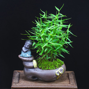 华盈旗舰店天猫姬翠竹盆景青轴力竹水培绿植竹苗迷你小竹子盆栽植物