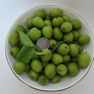 东北土软核青杏新鲜水果杏子酸杏绿杏孕妇吃酸应季农家三斤包邮