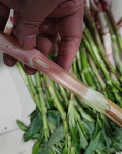 东北酸浆子特产新鲜野生酸浆子山菜野菜酸姜子孕妇吃酸三斤包邮