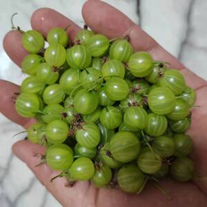 酸灯笼梅