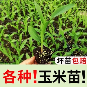 各种玉米苗子小玉米种子苞米籽农家四季盆栽爆米花种子