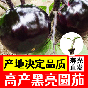 黑亮圆茄苗子种苗快圆茄种籽茄子秧苗高产紫黑色大圆茄子蔬菜种子