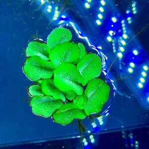 招财耳兔耳浮萍水草水生植物鱼缸漂浮水培养不死净化水增氧养龟缸