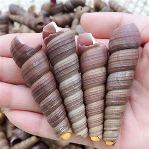 201人付款天猫鲜活钉螺去尾免处理新鲜海螺丝野生大钉螺海鲜水产丁螺