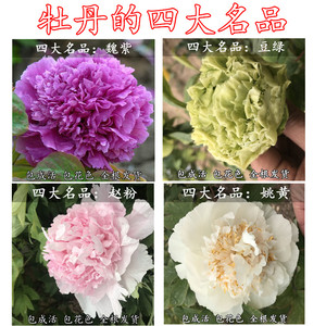 牡丹四大名品姚黄 魏紫 豆绿 赵粉 菏泽牡丹苗正宗花苗菏泽发货