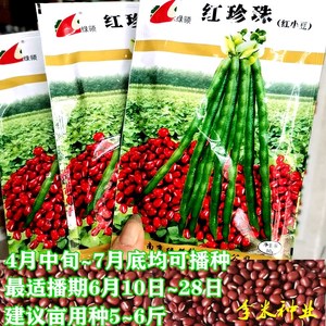 红豆种子 绿豆种籽 南京绿领种业 大田春夏季播种农作物种孑 包邮