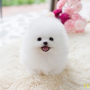 哈尔滨纯种博美幼犬可爱小型活幼体茶杯犬长不大宠物白色博美犬