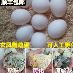 玄凤鹦鹉蛋可孵化受精鸟蛋