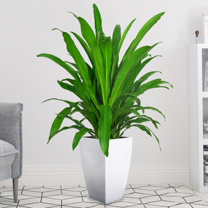 青叶也门铁植物大