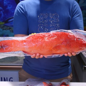 菲律宾进口东星斑鲜活冷冻海鲜石斑鱼深水产海鱼顺丰包邮5斤左右