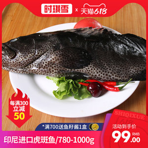印尼进口老虎斑海捕石斑鱼活发东星斑鱼鲜活黑斑鱼1条1.8斤左右