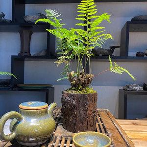 狼尾蕨盆栽老桩木桩造景狼尾蕨木桩盆栽狼尾蕨水培蕨类植物造景