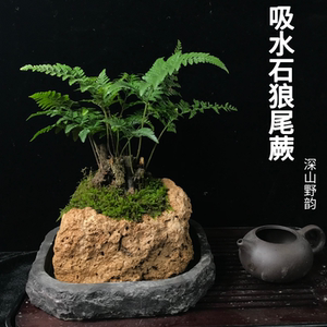 吸水石盆景植物狼尾蕨老根老桩上水石假山造景绿植盆景茶几盆栽