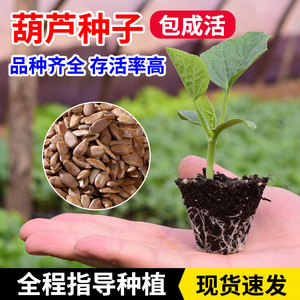 葫芦籽天然葫芦种子特大小葫芦文玩手捻葫芦籽阳台观赏宝葫芦种孑