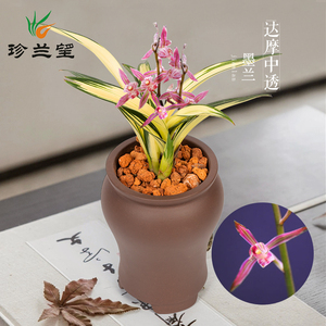 达摩中透艺兰花矮种金边西施冠兰花苗带花苞兰草盆栽种子花卉植物