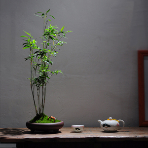 米竹室内盆栽小型凤尾竹盆景庭院室内桌面绿植微盆景竹子苗观赏竹