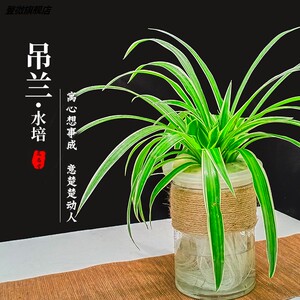 水培吊兰花卉绿植物小盆栽桌面办公室内垂吊盆景水养客厅四季常青