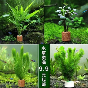 九叶皇冠草真水草鱼缸装饰造景懒人水草活体淡水有茎中后景阴性草