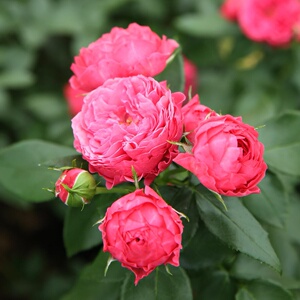 乔治一世国王月季花苗阳台大花浓香庭院花卉植物盆栽灌木四季开花