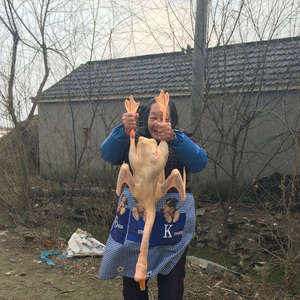 鹅肉新鲜大鹅鹅肉整只新鲜鹅肉活体现杀白条鹅农家散养大白鹅整只