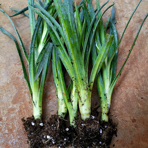 康乃馨花苗 小苗 盆栽 云南阳台庭院小区绿化苗圃