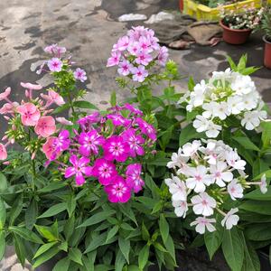 福禄考盆栽苗阳台庭院花镜多年生宿根开花植物耐热花期长好养花卉