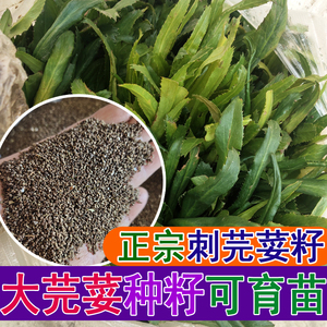 刺芫荽种子缅甸香菜大芫荽刺芹籽大香菜种籽蔬菜云南刺芫荽种籽